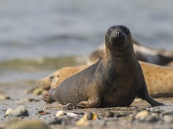 Foka szara (ang. Grey seal łac. Halichoerus grypus)  9403 - Fotografia Przyrodnicza - WlodekSmardz.pl