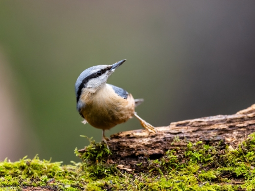 Kowalik (ang. Wood nuthatch, łac. Sitta europaea) - 1385 - Fotografia Przyrodnicza - WlodekSmardz.pl