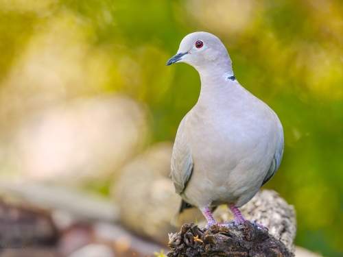 Sierpówka (ang. Eurasian Collared-Dove, łac. Streptopelia decaocto) - 1457- Fotografia Przyrodnicza - WlodekSmardz.pl