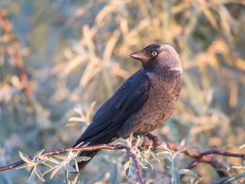 Kawka (ang Eurasian Jackdaw łac Corvus monedula) 8478 - Fotografia Przyrodnicza - WlodekSmardz.pl