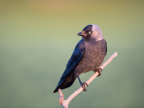 Kawka (ang Eurasian Jackdaw łac Corvus monedula) 8489 - Fotografia Przyrodnicza - WlodekSmardz.pl