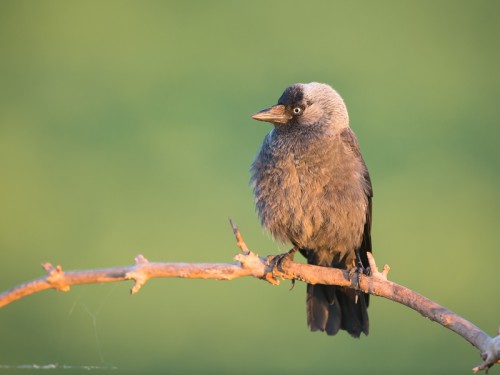 Kawka (ang Eurasian Jackdaw łac Corvus monedula) 8501 - Fotografia Przyrodnicza - WlodekSmardz.pl