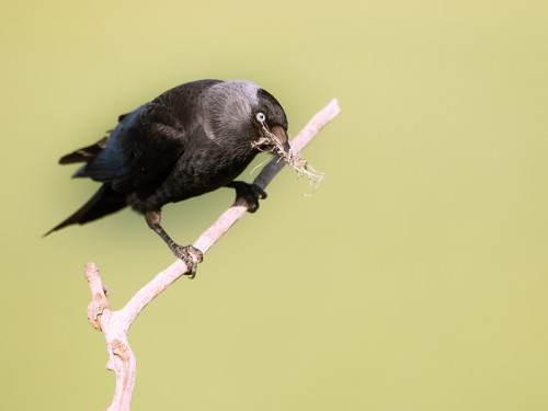 Kawka (ang Eurasian Jackdaw łac Corvus monedula) 8501 - Fotografia Przyrodnicza - WlodekSmardz.pl