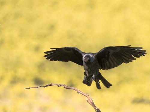 Kawka (ang Eurasian Jackdaw łac Corvus monedula) 9113 - Fotografia Przyrodnicza - WlodekSmardz.pl