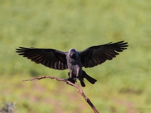 Kawka (ang Eurasian Jackdaw łac Corvus monedula) 9450 - Fotografia Przyrodnicza - WlodekSmardz.pl