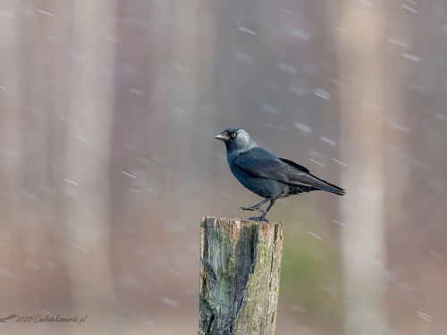 Kawka (ang Eurasian Jackdaw łac Corvus monedula) 2958 - Fotografia Przyrodnicza - WlodekSmardz.pl