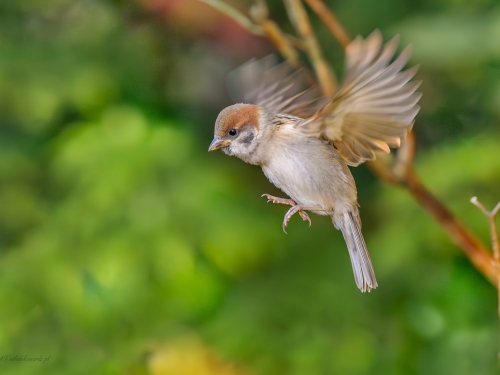 Mazurek (ang. Eurasian Tree Sparrow, łac. Passer montanus)- 5197 - Fotografia Przyrodnicza - WlodekSmardz.pl