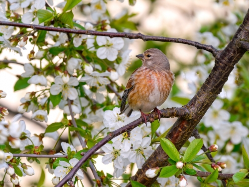 Makolągwa (ang. Eurasian Linnet, łac. Linaria cannabina) - 0239 - Fotografia Przyrodnicza - WlodekSmardz.pl