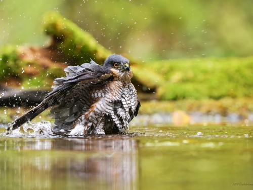 Krogulec- Fotografia Przyrodnicza - WlodekSmardz.pl