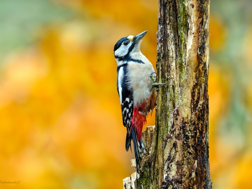 Dzięcioł duży- Fotografia Przyrodnicza - WlodekSmardz.pl