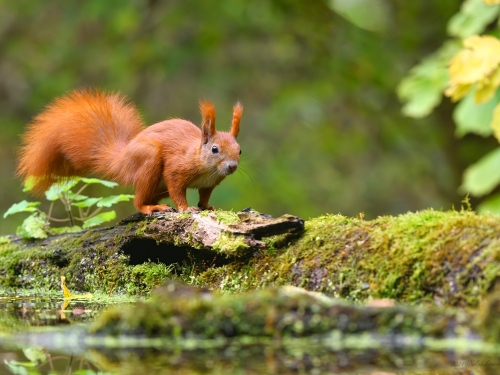 Wiewiórka- Fotografia Przyrodnicza - WlodekSmardz.pl