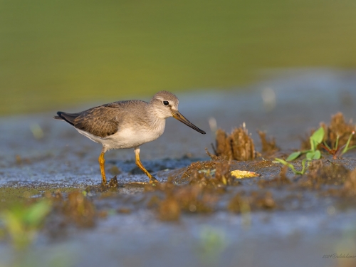 Kwokacz (ang. Common Greenshank, łac. Tringa nebularia)- 1516- Fotografia Przyrodnicza - WlodekSmardz.pl