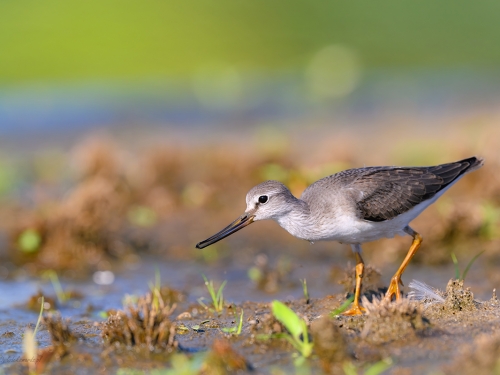 Kwokacz (ang. Common Greenshank, łac. Tringa nebularia)- 5060- Fotografia Przyrodnicza - WlodekSmardz.pl