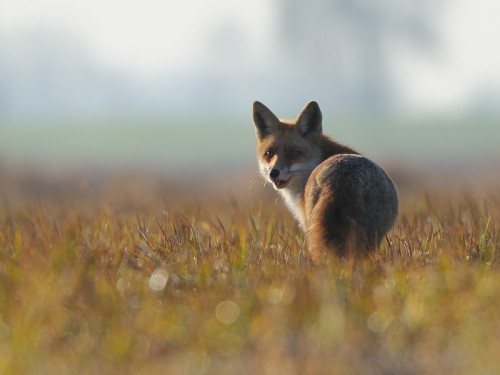 Lis (ang. Red fox, łac. Vulpes vulpes) - Fotografia Przyrodnicza - WlodekSmardz.pl