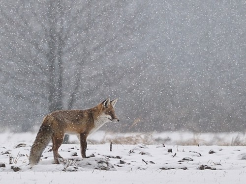 Lis (ang. Red fox, łac. Vulpes vulpes) - Fotografia Przyrodnicza - WlodekSmardz.pl