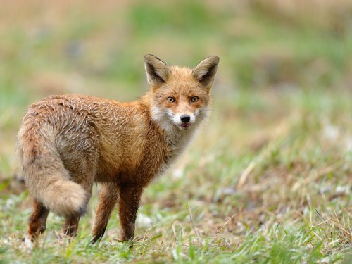 Lis (ang. Red fox, łac. Vulpes vulpes) - Fotografia Przyrodnicza - WlodekSmardz.pl