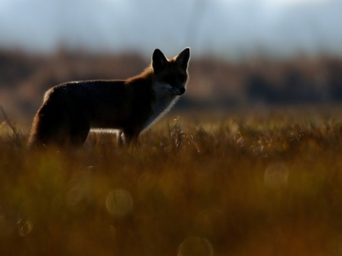 Lis (ang. Red fox, łac. Vulpes vulpes) - Fotografia Przyrodnicza - WlodekSmardz.pl