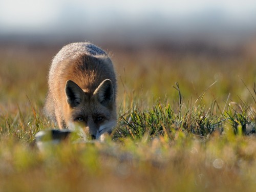 Lis (ang. Red fox, łac. Vulpes vulpes) - Fotografia Przyrodnicza - WlodekSmardz.pl