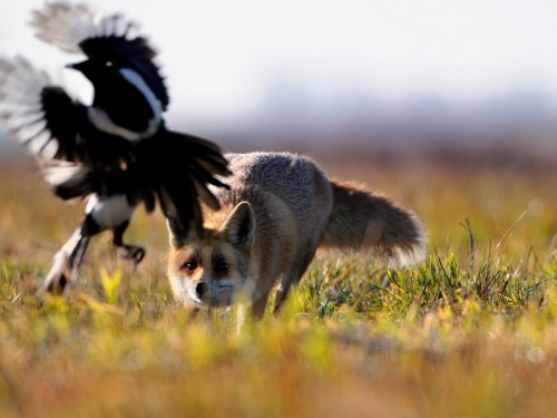 Lis (ang. Red fox, łac. Vulpes vulpes) - Fotografia Przyrodnicza - WlodekSmardz.pl