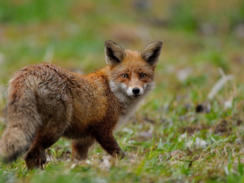 Lis (ang. Red fox, łac. Vulpes vulpes) - 9629 - Fotografia Przyrodnicza - WlodekSmardz.pl