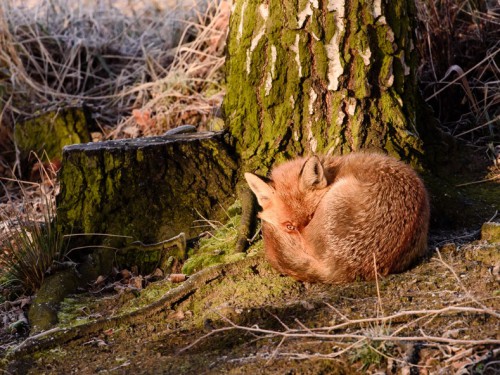 Lis (ang. Red fox, łac. Vulpes vulpes) - 3366 - Fotografia Przyrodnicza - WlodekSmardz.pl