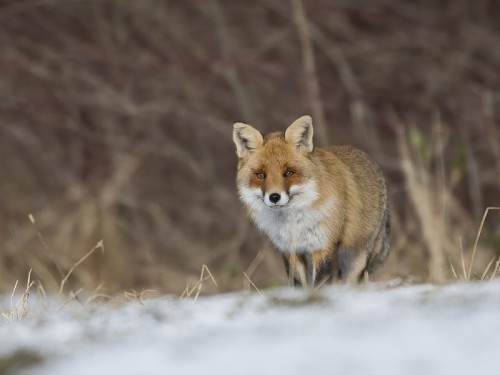 Lis (ang. Red fox, łac. Vulpes vulpes) - 0829 - Fotografia Przyrodnicza - WlodekSmardz.pl