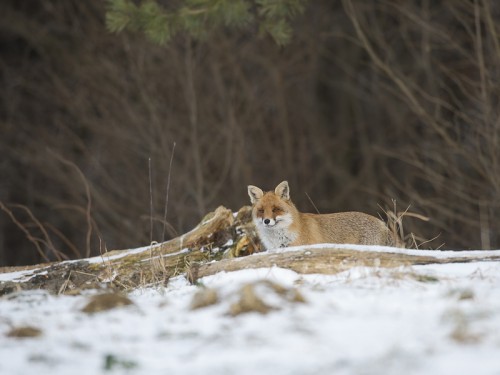 Lis (ang. Red fox, łac. Vulpes vulpes) - 6997 - Fotografia Przyrodnicza - WlodekSmardz.pl