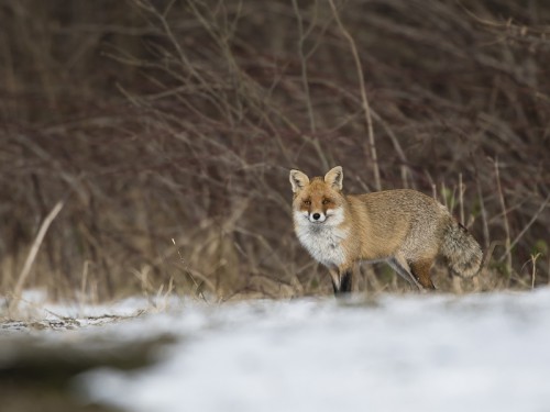 Lis (ang. Red fox, łac. Vulpes vulpes) - 0815 - Fotografia Przyrodnicza - WlodekSmardz.pl