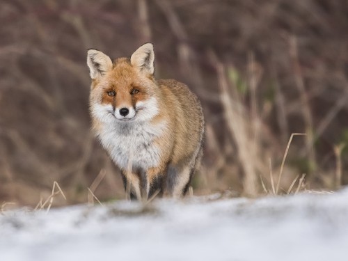 Lis (ang. Red fox, łac. Vulpes vulpes) - 0824 - Fotografia Przyrodnicza - WlodekSmardz.pl