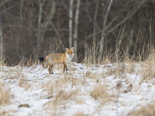 Lis (ang. Red fox, łac. Vulpes vulpes) - 0796 - Fotografia Przyrodnicza - WlodekSmardz.pl