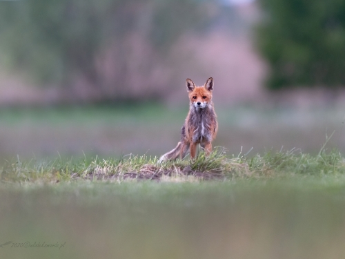 Lis (ang. Red fox, łac. Vulpes vulpes) - 8002 - Fotografia Przyrodnicza - WlodekSmardz.pl