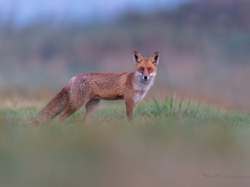 Lis (ang. Red fox, łac. Vulpes vulpes) - 3863 - Fotografia Przyrodnicza - WlodekSmardz.pl