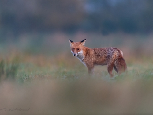 Lis (ang. Red fox, łac. Vulpes vulpes) - 3903 - Fotografia Przyrodnicza - WlodekSmardz.pl