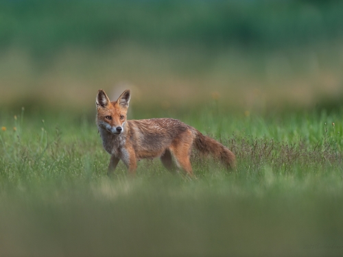 Lis (ang. Red fox, łac. Vulpes vulpes) - 9799 - Fotografia Przyrodnicza - WlodekSmardz.pl