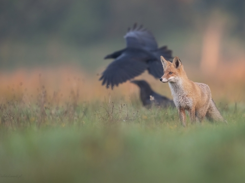 Lis (ang. Red fox, łac. Vulpes vulpes) - 1101 - Fotografia Przyrodnicza - WlodekSmardz.pl