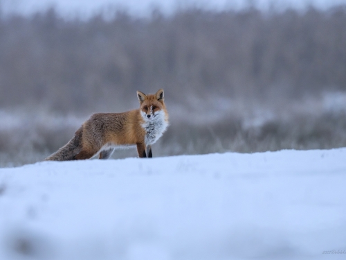 Lis (ang. Red fox, łac. Vulpes vulpes) - 3740 - Fotografia Przyrodnicza - WlodekSmardz.pl