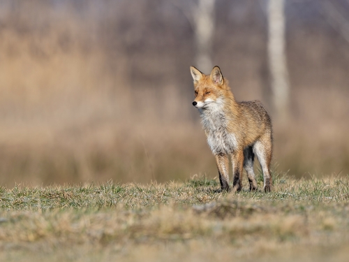 Lis (ang. Red fox, łac. Vulpes vulpes) - 0882- Fotografia Przyrodnicza - WlodekSmardz.pl