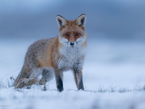 Lis (ang. Red fox, łac. Vulpes vulpes) - 5100 - Fotografia Przyrodnicza - WlodekSmardz.pl