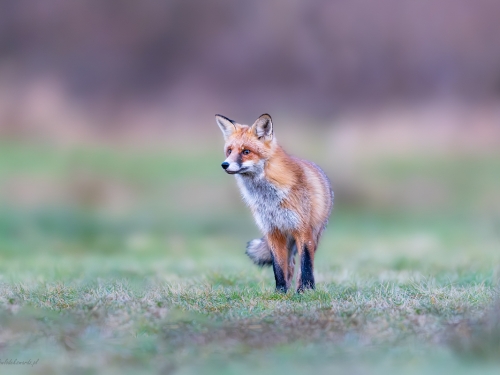 Lis (ang. Red fox, łac. Vulpes vulpes) - 7436 - Fotografia Przyrodnicza - WlodekSmardz.pl