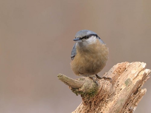 Kowalik (ang. Wood nuthatch, łac. Sitta europaea)- Fotografia Przyrodnicza - WlodekSmardz.pl