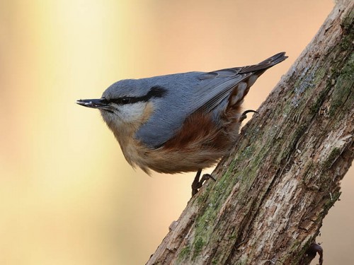 Kowalik (ang. Wood nuthatch, łac. Sitta europaea)- Fotografia Przyrodnicza - WlodekSmardz.pl