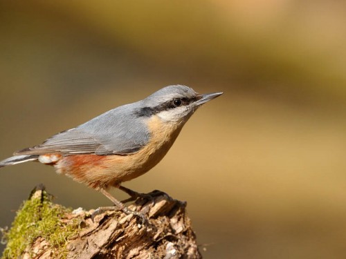 Kowalik (ang. Wood nuthatch, łac. Sitta europaea)- Fotografia Przyrodnicza - WlodekSmardz.pl