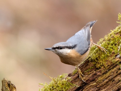 Kowalik (ang. Wood nuthatch, łac. Sitta europaea) - 4619- Fotografia Przyrodnicza - WlodekSmardz.pl