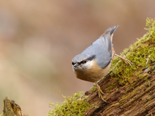 Kowalik (ang. Wood nuthatch, łac. Sitta europaea) - 4618- Fotografia Przyrodnicza - WlodekSmardz.pl