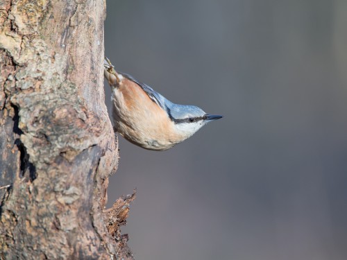 Kowalik (ang. Wood nuthatch, łac. Sitta europaea) - 6815- Fotografia Przyrodnicza - WlodekSmardz.pl