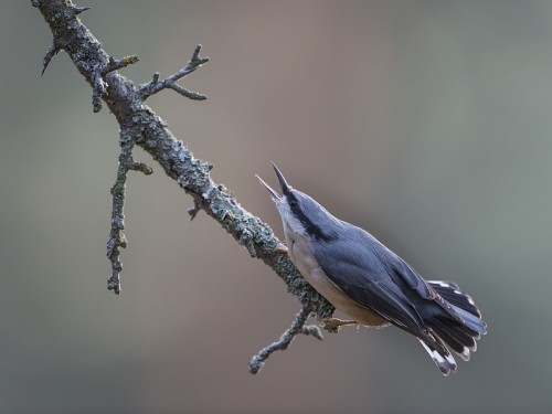 Kowalik (ang. Wood nuthatch, łac. Sitta europaea) - 6567 - Fotografia Przyrodnicza - WlodekSmardz.pl