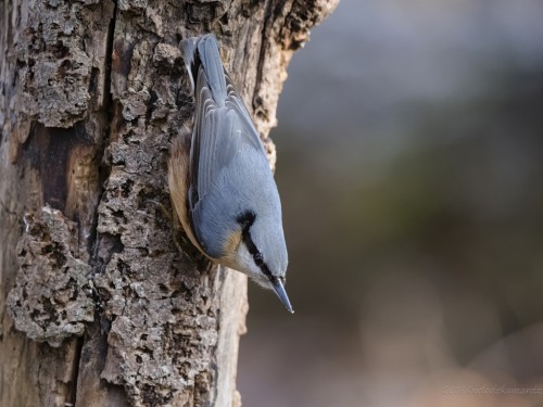 Kowalik (ang. Wood nuthatch, łac. Sitta europaea) - 2227- Fotografia Przyrodnicza - WlodekSmardz.pl