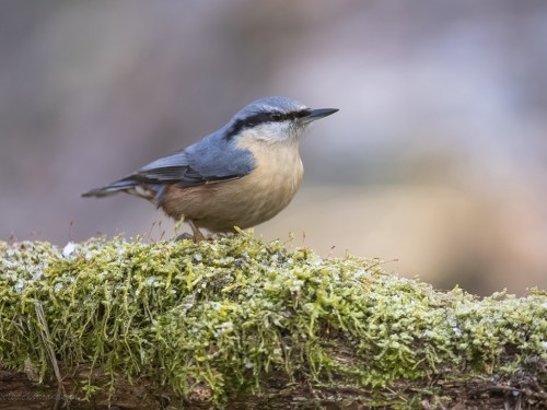 Kowalik (ang. Wood nuthatch, łac. Sitta europaea) - 2129- Fotografia Przyrodnicza - WlodekSmardz.pl