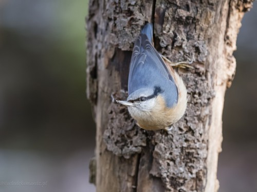 Kowalik (ang. Wood nuthatch, łac. Sitta europaea) - 2197- Fotografia Przyrodnicza - WlodekSmardz.pl