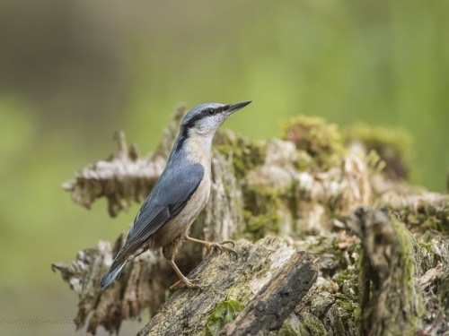 Kowalik (ang. Wood nuthatch, łac. Sitta europaea) - 9937- Fotografia Przyrodnicza - WlodekSmardz.pl